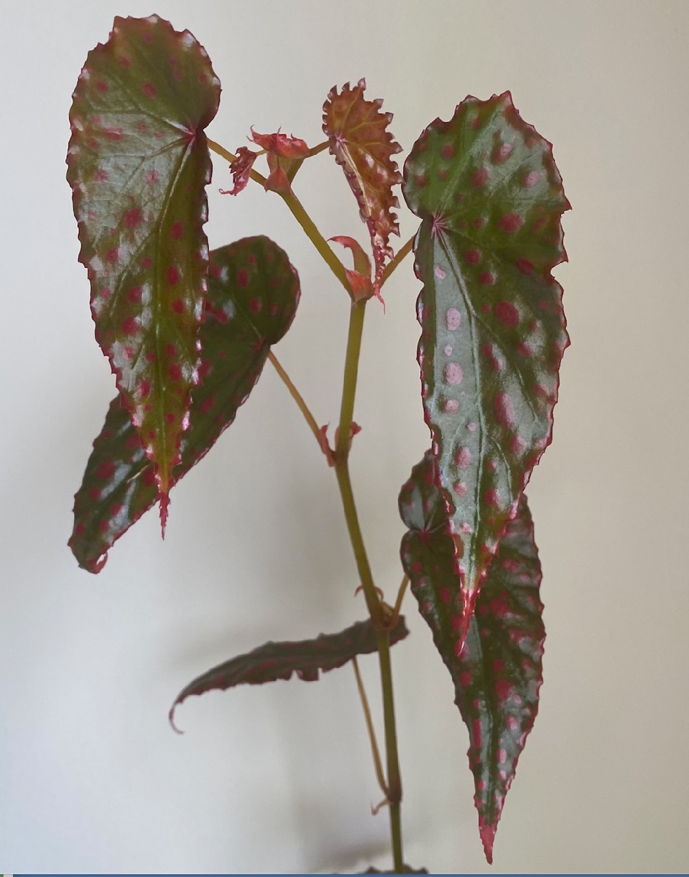 B. ‘Panika’